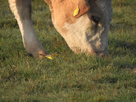 Blue-headed wagtail feeding in grass next to a cow