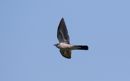 Cuckoo in flight