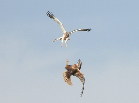 Marsh harriers displaying (c) J Siddle