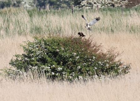 Pair of marsh harriers