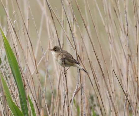 Marsh warbler