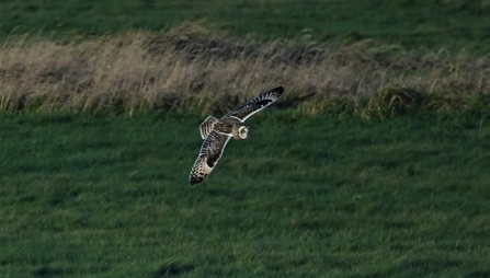 Short-eared owl (c) Dick Lorand