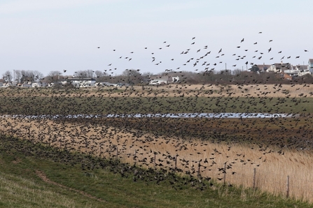 Large flock of starlings