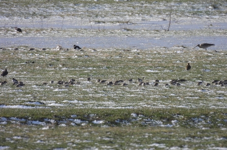 Dunlin (c) Garry Wright