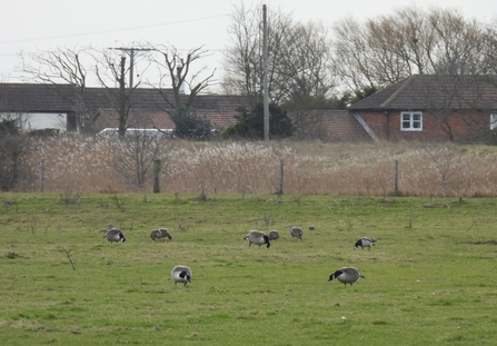 Geese in Lincolnshire Coastal Country Park (c) Garry Wright