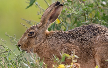 Brown hare (c) Garry Wright