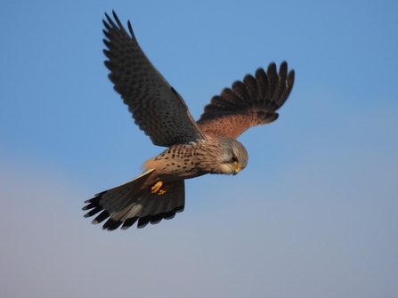 Kestrel hovering (c) Garry Wright