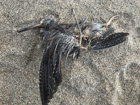 Dead woodcock washed up on the beach (c) Garry Wright
