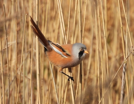 Bearded tit (c) Garry Wright