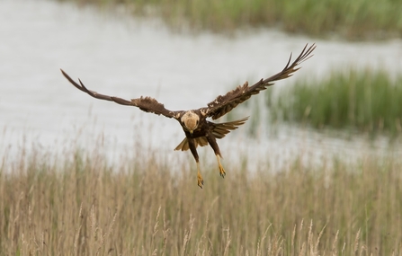 Marsh harrier (c) Garry Wright