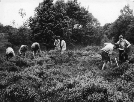 Volunteers from the National Conservation Corps at Linwood Warren in 1960