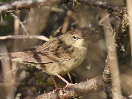 Grasshopper warbler 