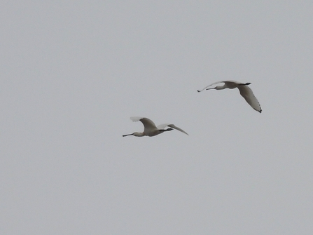 Two spoonbills in flight