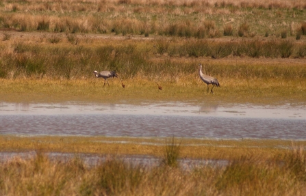 A pair of cranes with two chicks at Willow Tree Fen nature reserve