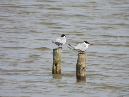 Common terns (c) Garry Wright