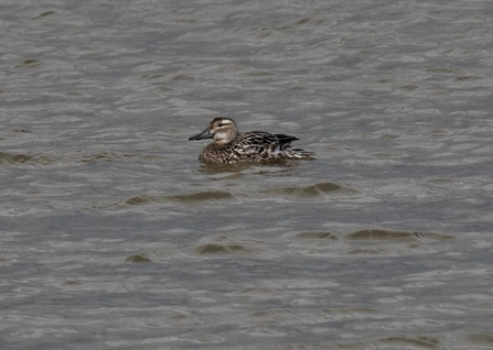 Female garganey (c) Garry Wright