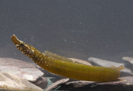 Worm pipefish