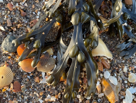 Bladder wrack