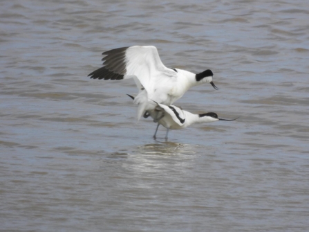 Avocets mating (c) Garry Wright