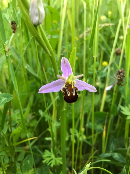 Bee orchid (c) Richard Doan