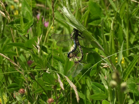 Hairy dragonflies copulating (c) Garry Wright