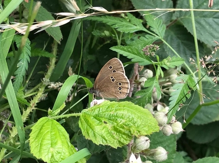 Ringlet (c) Richard Doan