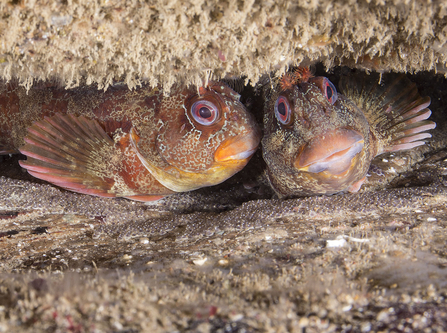 Tompot blennies Buster and Bertha laying eggs