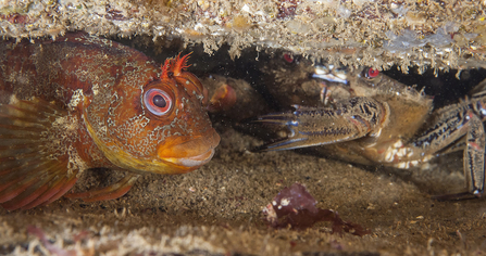 Tompot blenny Buster evicts crab