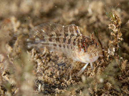 Tompot blenny youngster