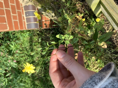 Common nipplewort