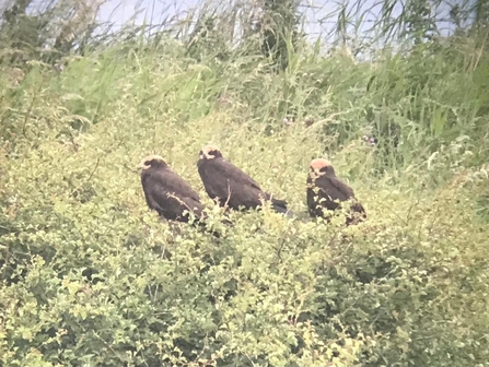 Three fledged marsh harriers (c) Richard Doan