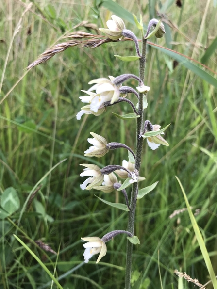 Marsh helleborine (Richard Doan)