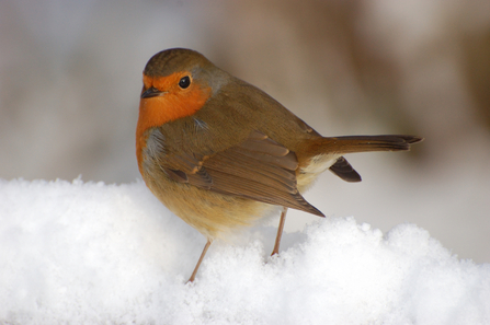 Robin in snow - Stewart McDonald