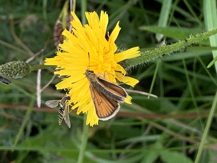 Rough hawkbit with small skipper - Lorna Allen