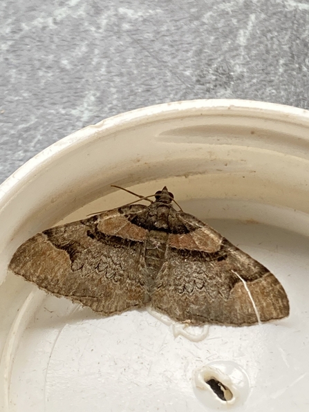 Ruddy carpet moth (Nigel Lound)