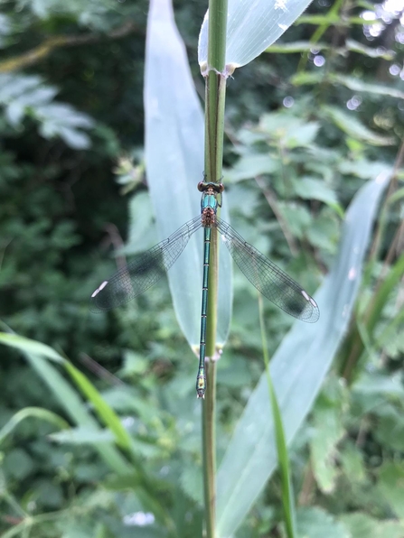 Willow emerald damselfly perched on a stem (Richard Doan)