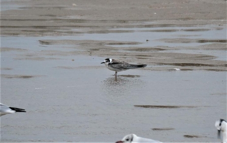 Black tern (c) Dick Lorand