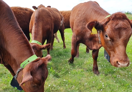 Cattle with GPS collars at Saltfleetby