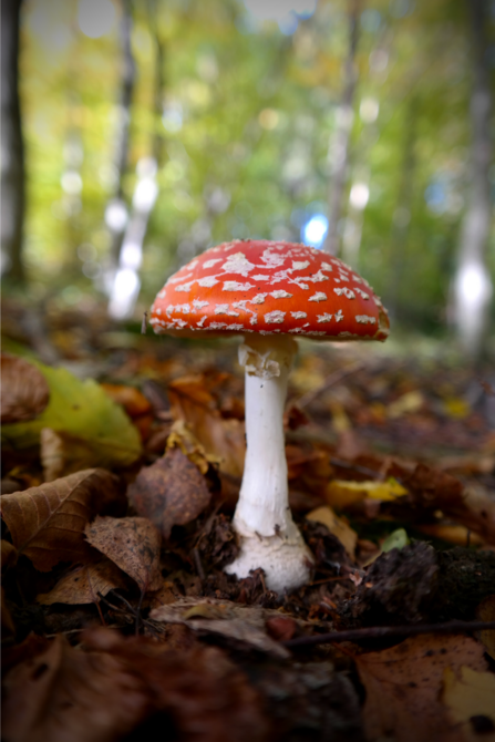 Fly agaric