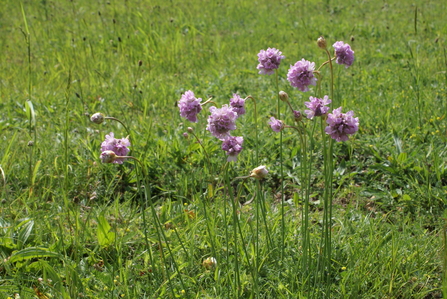 Tall thrift (c) Barrie Wilkinson