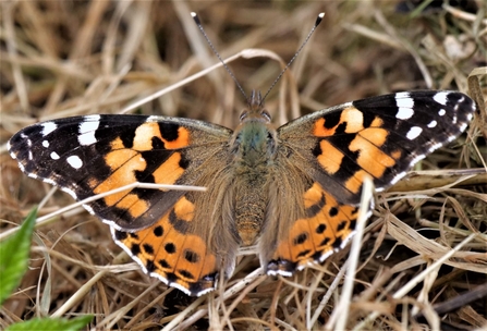 Painted lady butterfly resting on the ground (c) Dick Lorand