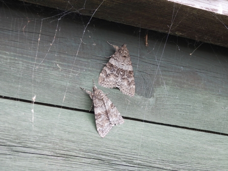 Red underwing (c) Garry Wright