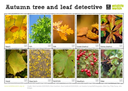 Autumn Tree Spotter Guide