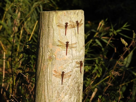 Common darter dragonflies resting on a fence post (c) Garry Wright