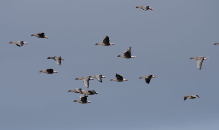 Pink-footed geese (c) Dick Lorand