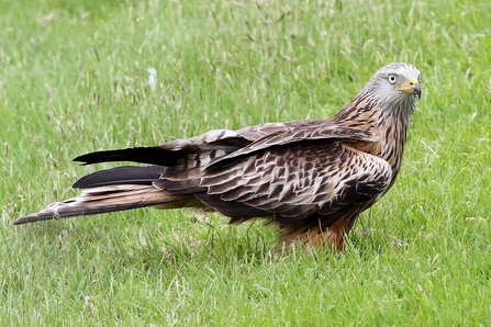 Identify birds of prey  Lincolnshire Wildlife Trust