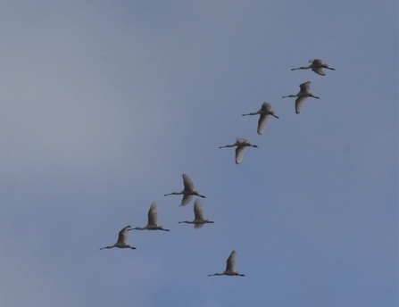 Flock of nine spoonbills (c) Dick Lorand