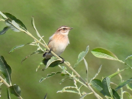 Whinchat (c) Garry Wright