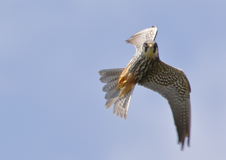 Identify birds of prey  Lincolnshire Wildlife Trust