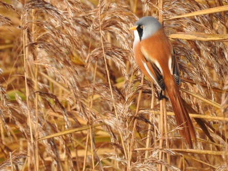 Male bearded tit in reeds (c) Garry Wright